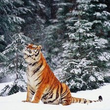 Cross stitch pattern: #583697