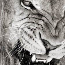 Cross stitch pattern: #585524