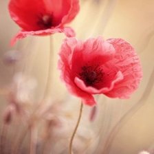 Cross stitch pattern: #585746