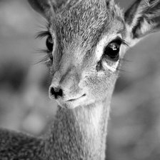 Cross stitch pattern: #585755