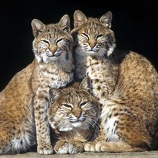 Cross stitch pattern: #587224