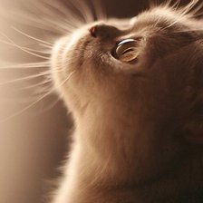 Cross stitch pattern: #587537