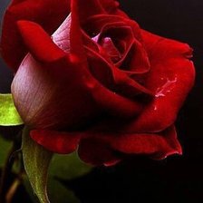 Cross stitch pattern: #587543