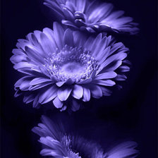 Cross stitch pattern: #588060