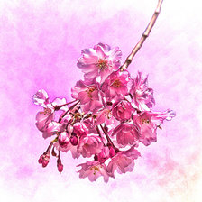 Cross stitch pattern: #589007