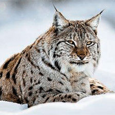 Cross stitch pattern: #589430