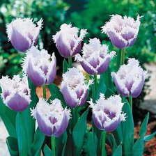 Cross stitch pattern: #590097
