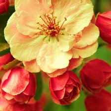 Cross stitch pattern: #591526