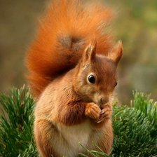 Cross stitch pattern: #591530