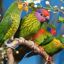 Cross stitch pattern: #592225
