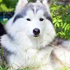 Cross stitch pattern: #593184