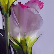 Cross stitch pattern: #594154