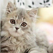 Cross stitch pattern: #594156