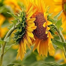 Cross stitch pattern: #594157