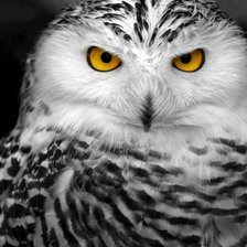 Cross stitch pattern: #594809