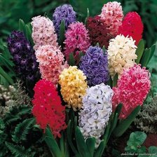 Cross stitch pattern: #596945