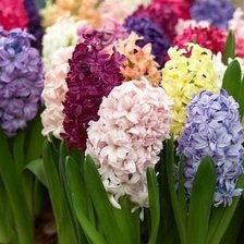 Cross stitch pattern: #596946