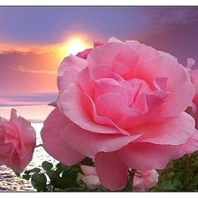 Cross stitch pattern: #596948