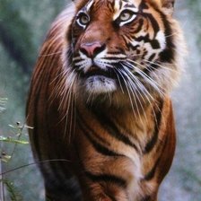 Cross stitch pattern: #598734