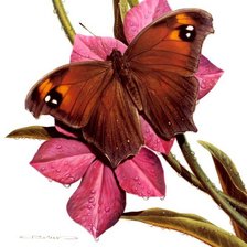 Cross stitch pattern: #598899