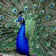 Cross stitch pattern: #599487