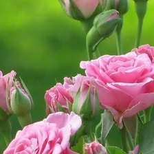 Cross stitch pattern: #602237