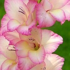 Cross stitch pattern: #602238