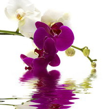 Cross stitch pattern: #602364