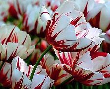 Cross stitch pattern: #602393