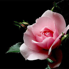 Cross stitch pattern: #602397