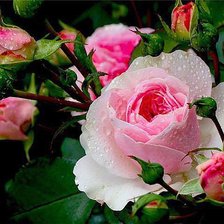 Cross stitch pattern: #602401