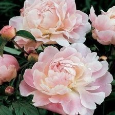 Cross stitch pattern: #604132