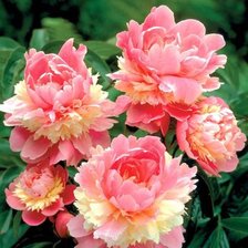 Cross stitch pattern: #604134