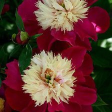 Cross stitch pattern: #604135