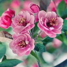 Cross stitch pattern: #606108
