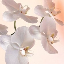 Cross stitch pattern: #606117