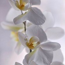 Cross stitch pattern: #606119