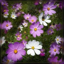 Cross stitch pattern: #606791