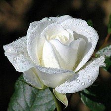 Cross stitch pattern: #606800