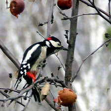 Cross stitch pattern: #609248