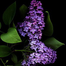 Cross stitch pattern: #612195