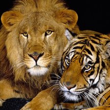 Cross stitch pattern: #612221