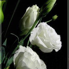 Cross stitch pattern: #612222