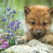 Cross stitch pattern: #612505