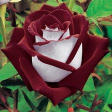 Cross stitch pattern: #612706