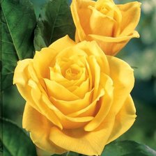 Cross stitch pattern: #612710