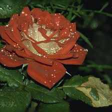 Cross stitch pattern: #612714