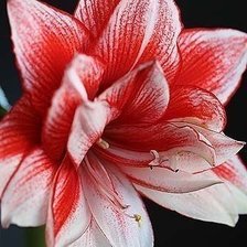 Cross stitch pattern: #615482