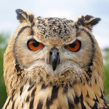 Cross stitch pattern: #616731