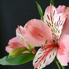 Cross stitch pattern: #618169